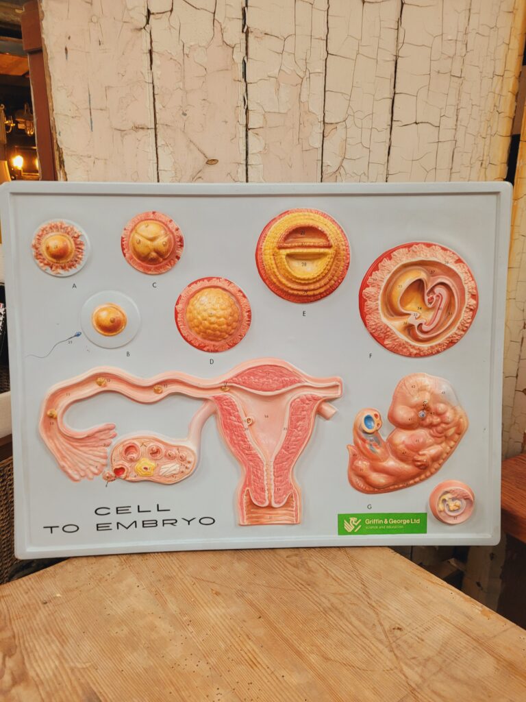3D Plastic Scientific Sign - Cell to Embryo