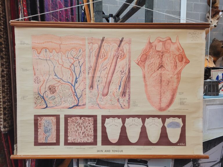 Skin and Tongue Scientific Chart