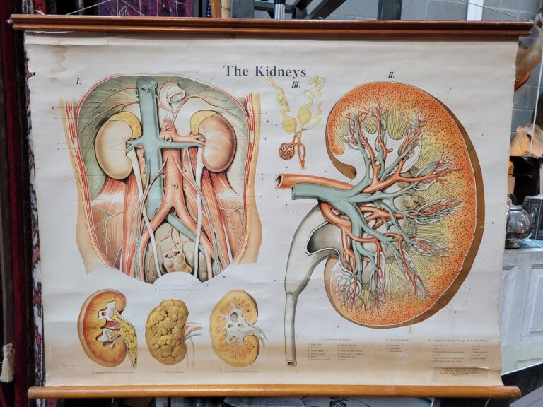 The Kidneys Scientific Chart