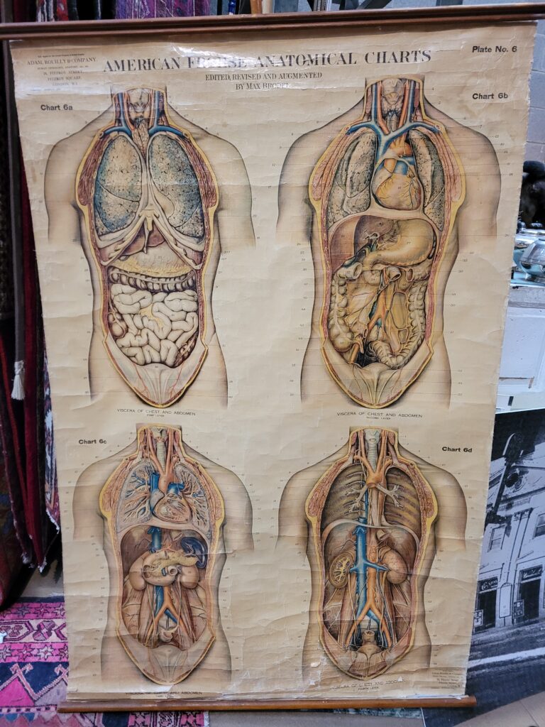 Viscera of the Chest Anatomical Chart