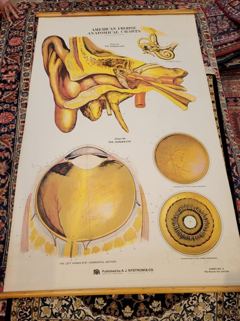 Eye and Ear Scientific Chart