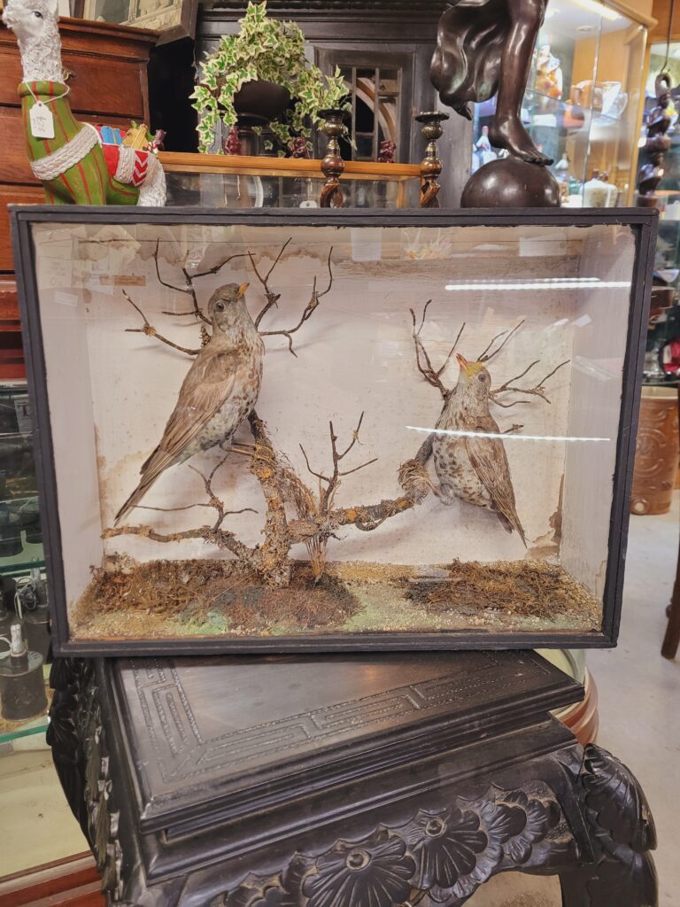 TD171 Pair of Mistle Thrushes in Box