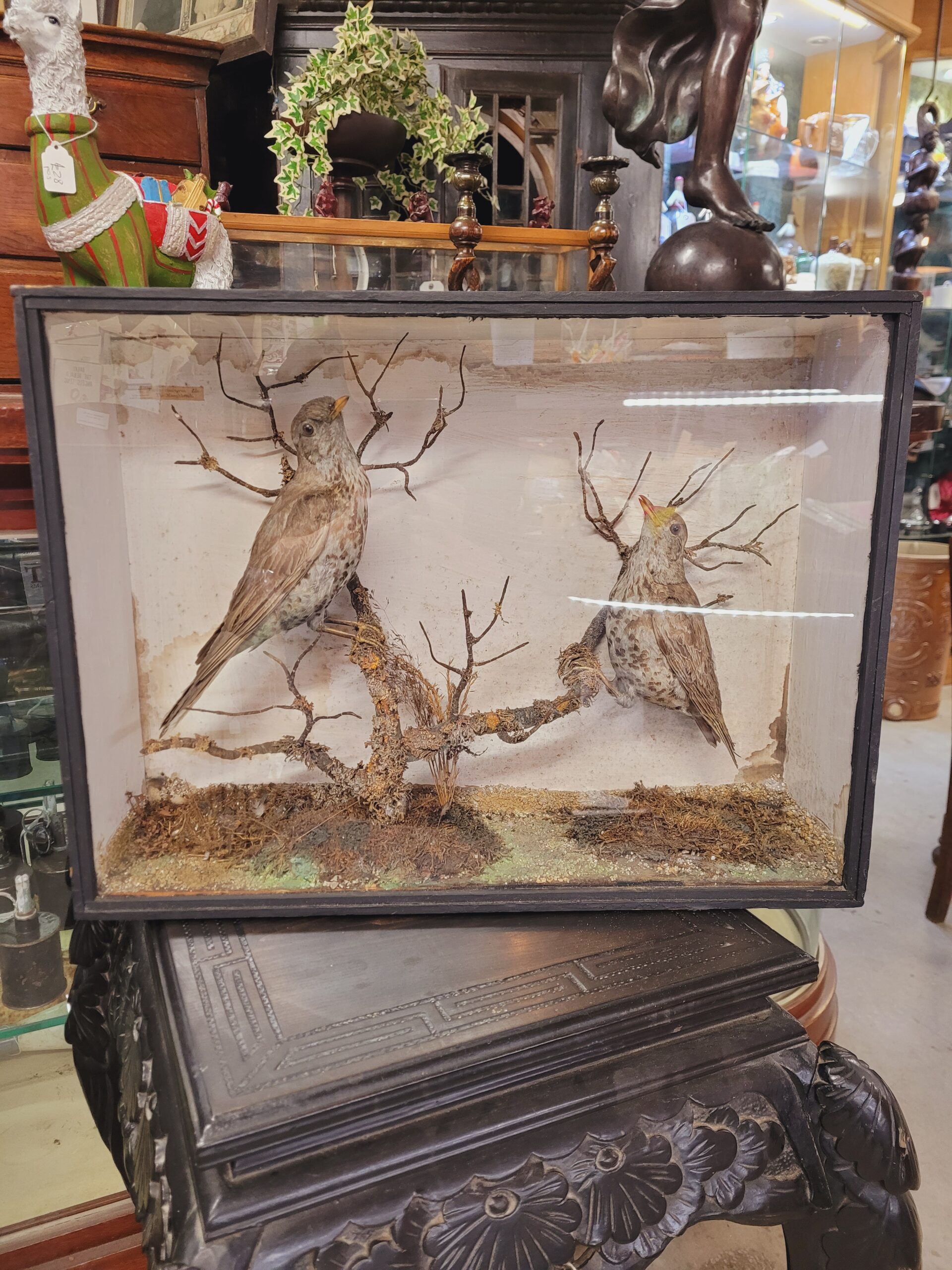 TD171 Pair of Mistle Thrushes in Box