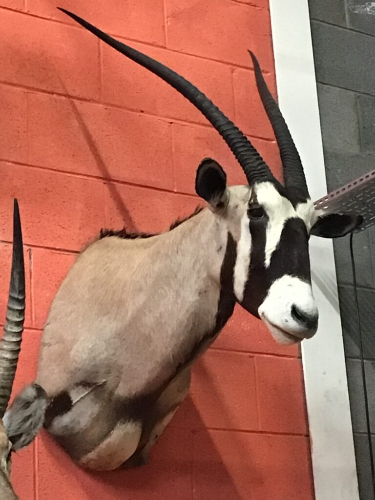 Oryx Taxidermy Trophy [front-facing]