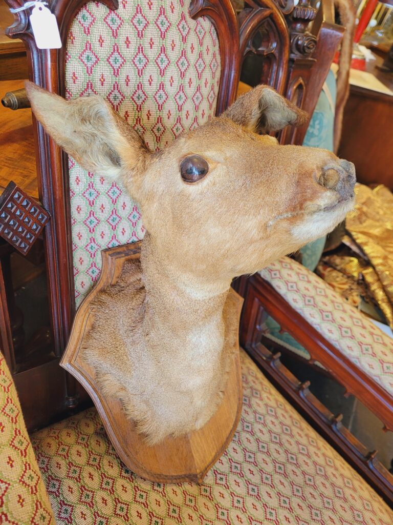 TD173 Adorable Doe Trophy