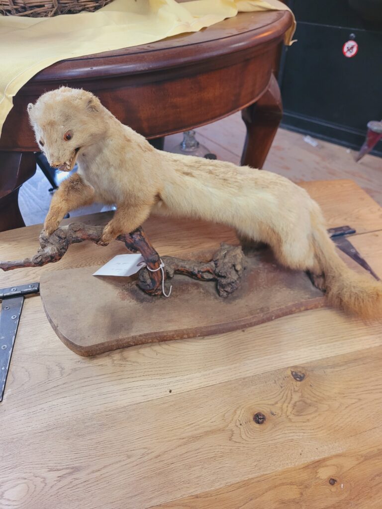 TD176 Pine Marten on Wooden Board