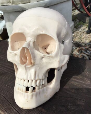 Articulated Medical Skull