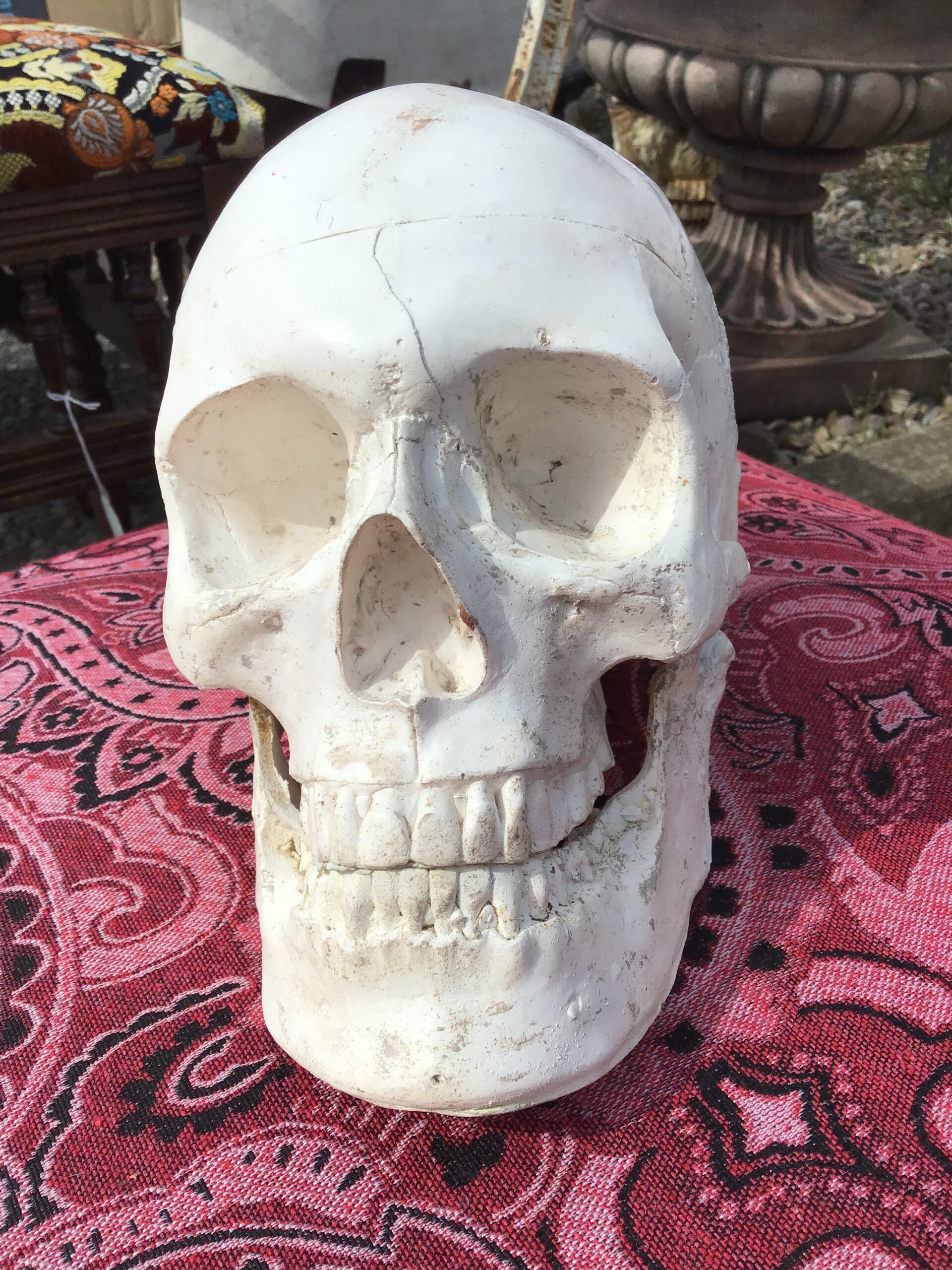 Plaster-cast Human Skull