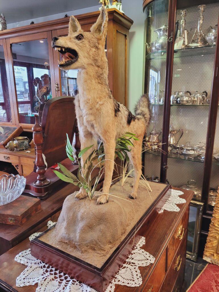 TD177 Black-Backed Jackal on Desert Base