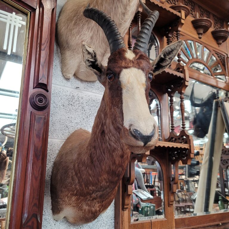 TD178 Mournful Hartebeest Shoulder Mount