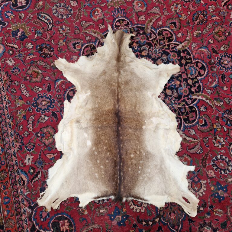 Fallow Deer Pelt