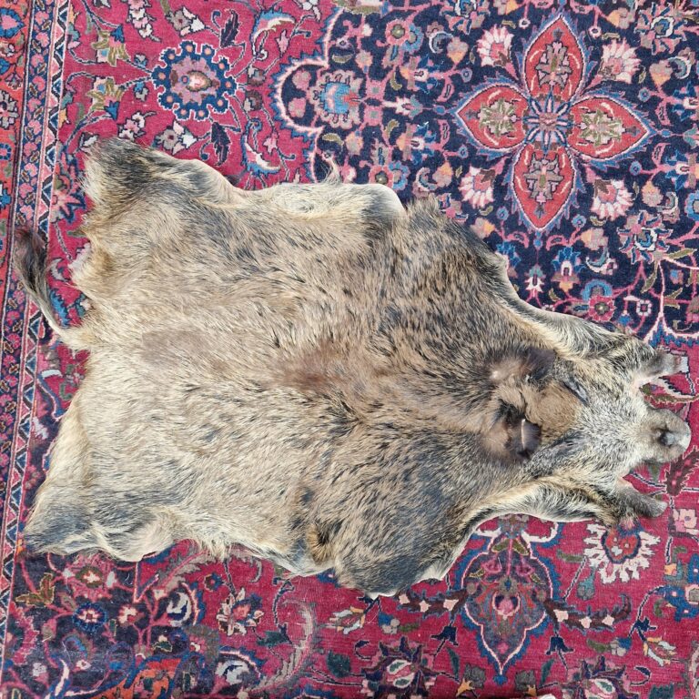Boar Pelt