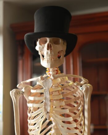 Full Model Skeleton on Wheels