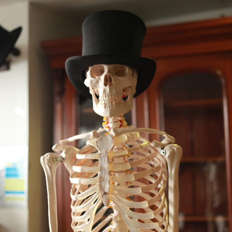 Full Model Skeleton on Wheels