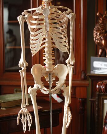 Full Model Skeleton on Wheels