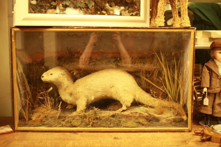 TD182 Distinguished Otter in Display Case