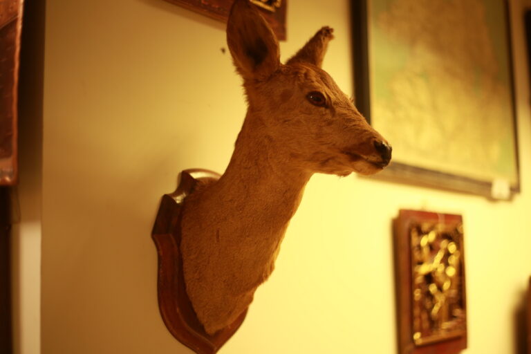 TD187 Roe Deer Trophy