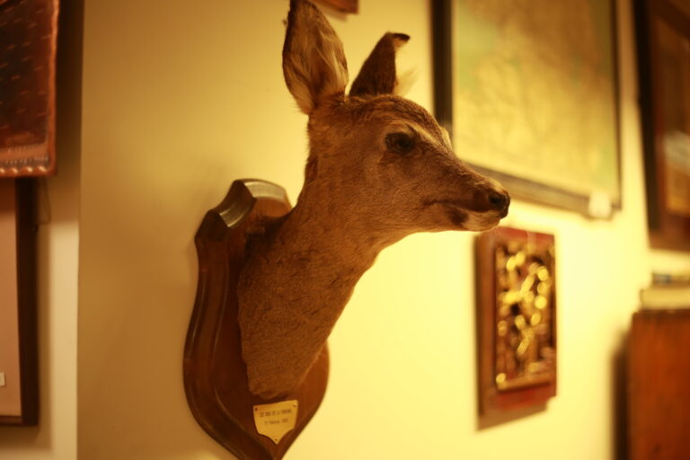 TD188 French Deer Trophy