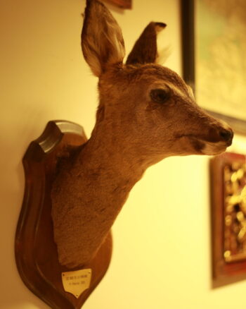 TD188 French Deer Trophy