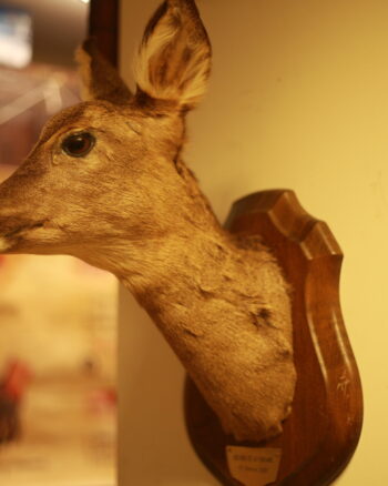 TD188 French Deer Trophy