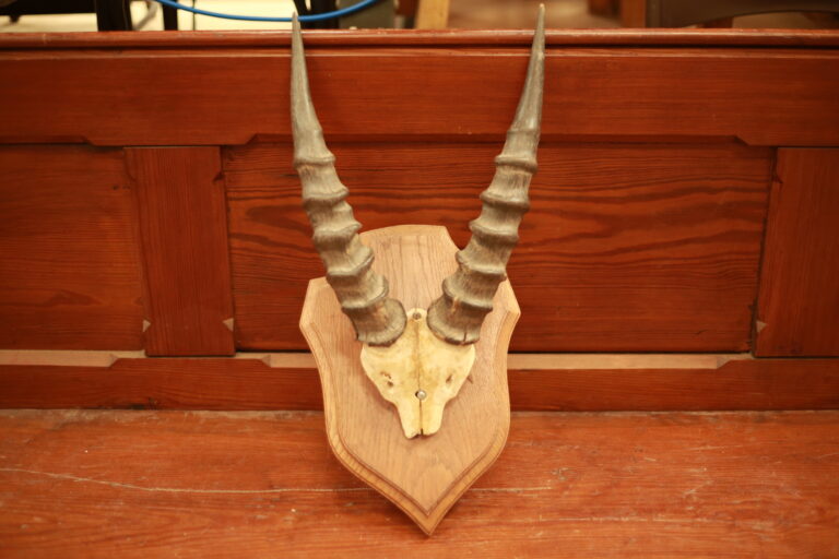 TD194 Antelope Horns Trophy