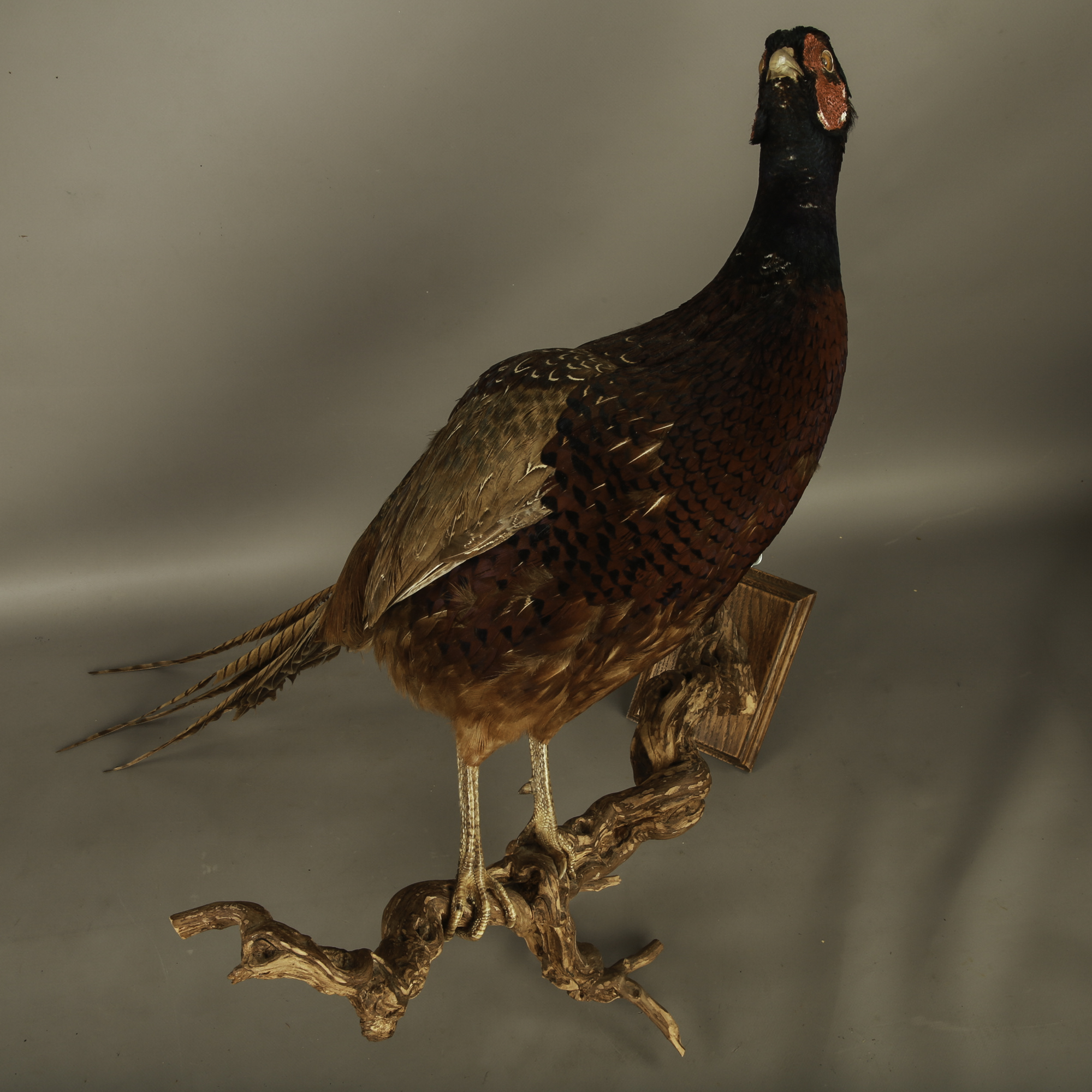 TD181 Pheasant on Wall Mounted Branch