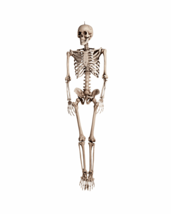 Skeleton 160cm Articulated good quality prop