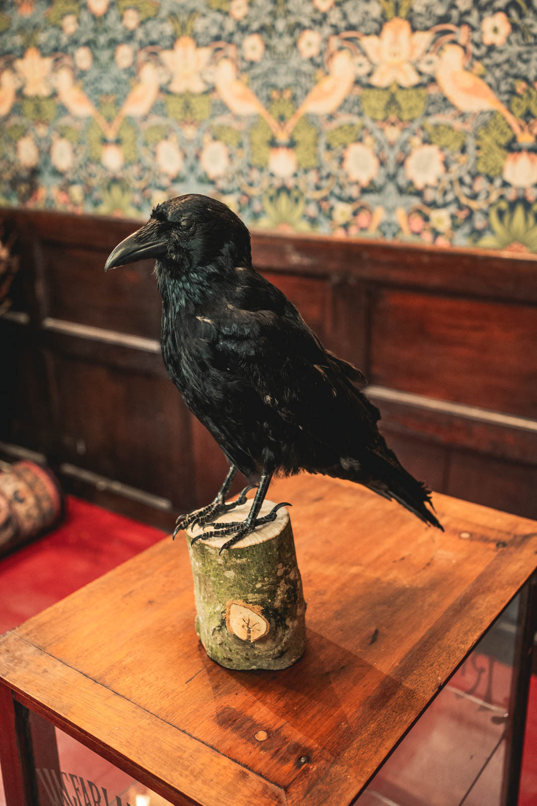 TD201 Beautiful Raven Taxidermy