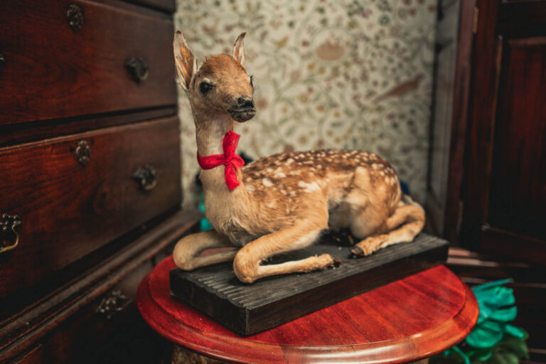 TD202 Bambi The Taxidermy Fallow Fawn