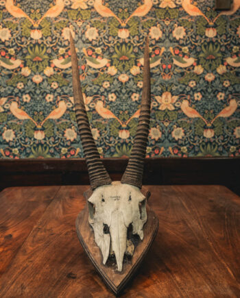 Oryx Skull
