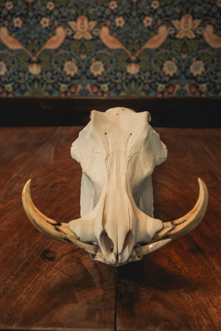 Warthog Skull (TD197)