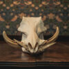 Warthog Skull