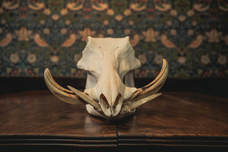 Warthog Skull (TD198)