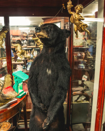 TD204 Standing Black Bear