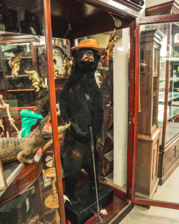 TD204 Standing Black Bear