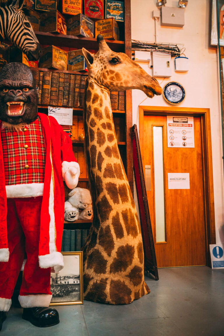 Huge Southern Giraffe Taxidermy [TD206]