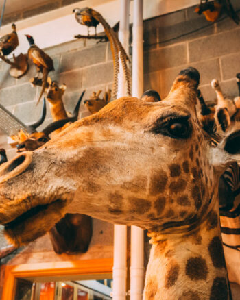 Huge Southern Giraffe Taxidermy [TD206]