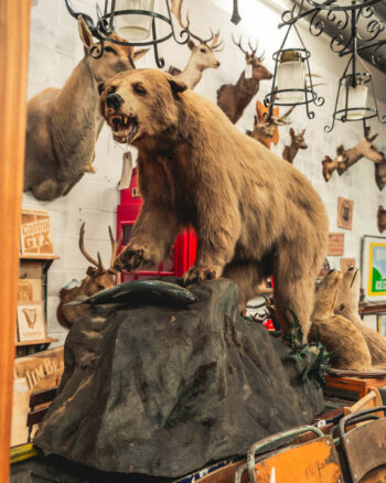 TD207 Large Grizzly Bear on Rock