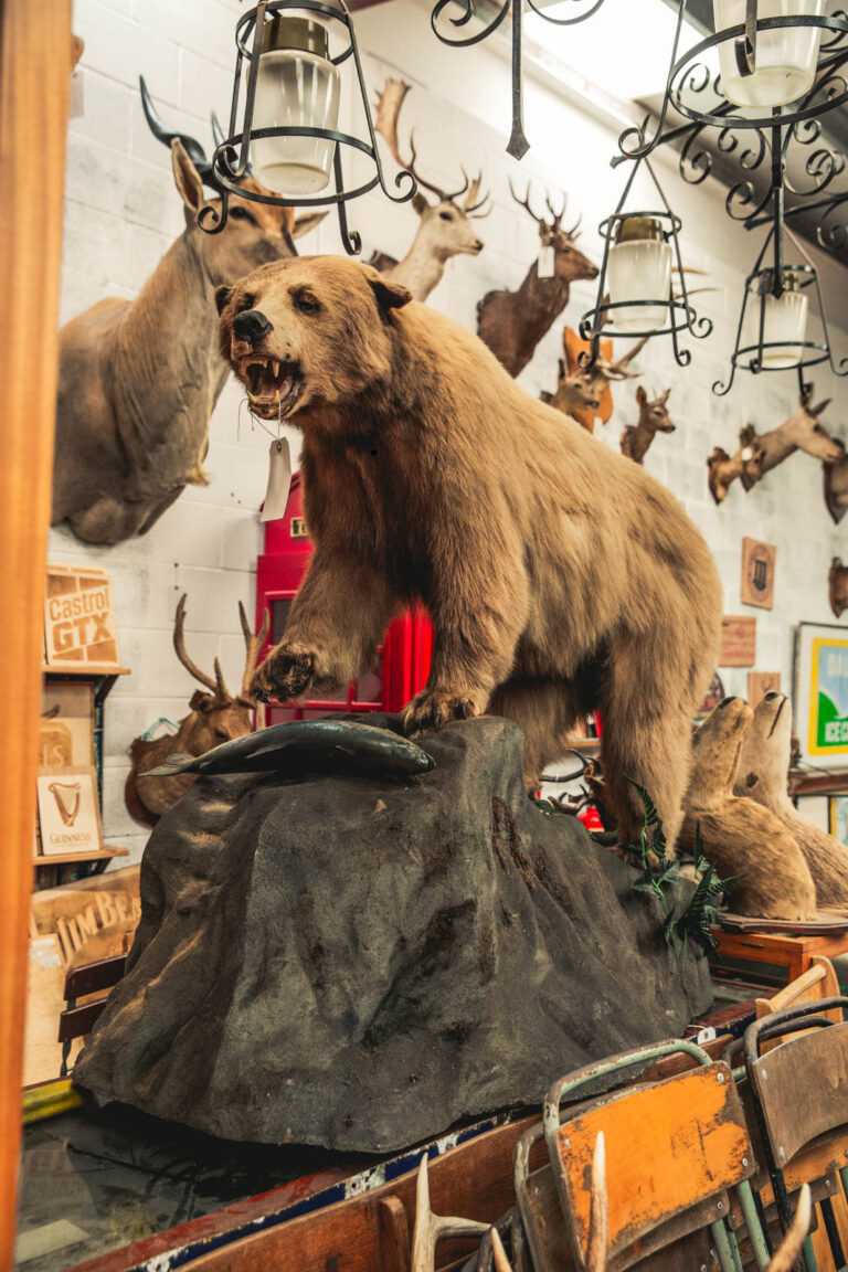 TD207 Large Grizzly Bear on Rock