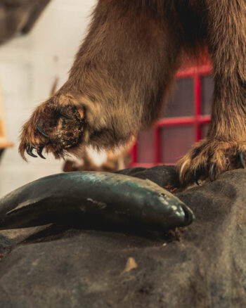 TD207 Large Grizzly Bear on Rock