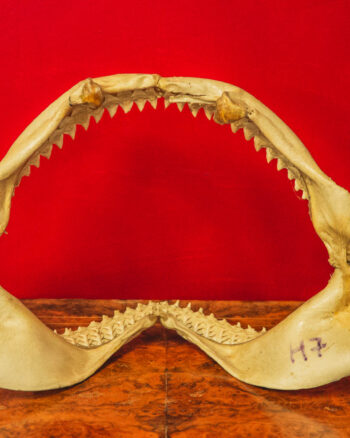TD209 Shark Jaw