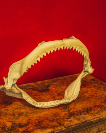 TD209 Shark Jaw