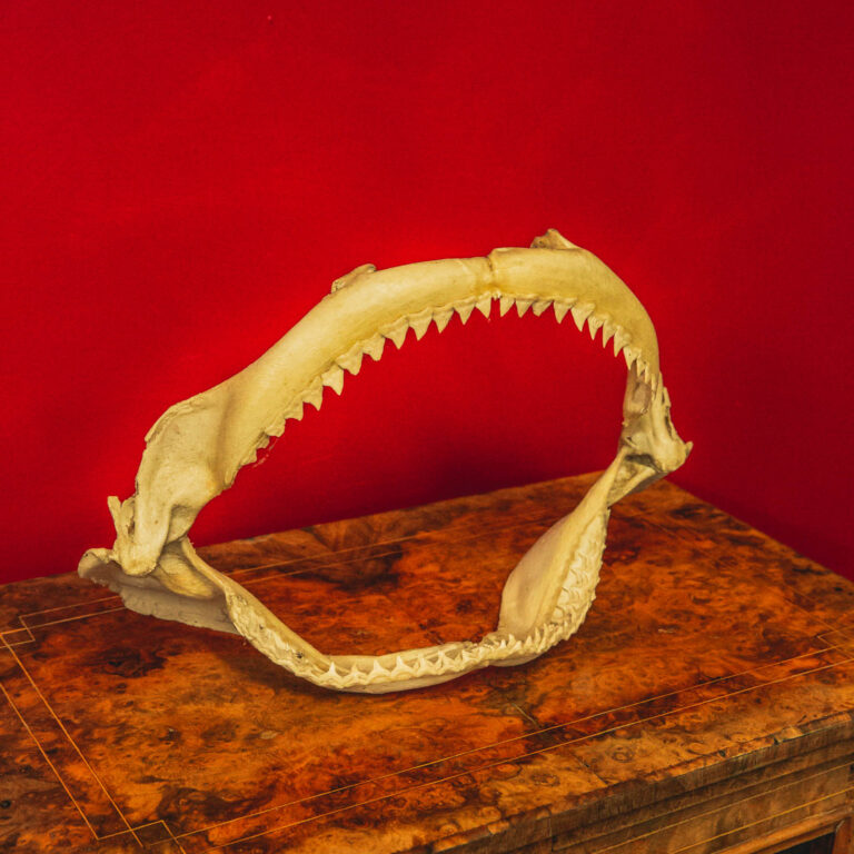 TD209 Shark Jaw