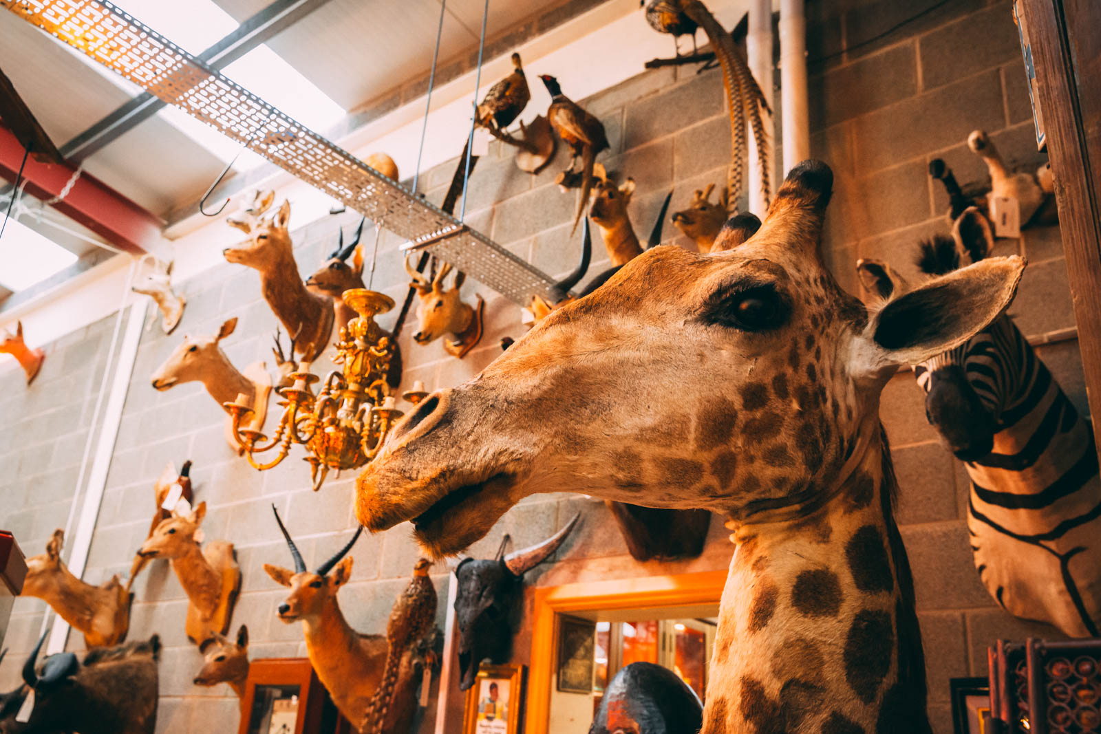 THE GOOD THE BAD & THE UGLY – Taxidermy Art