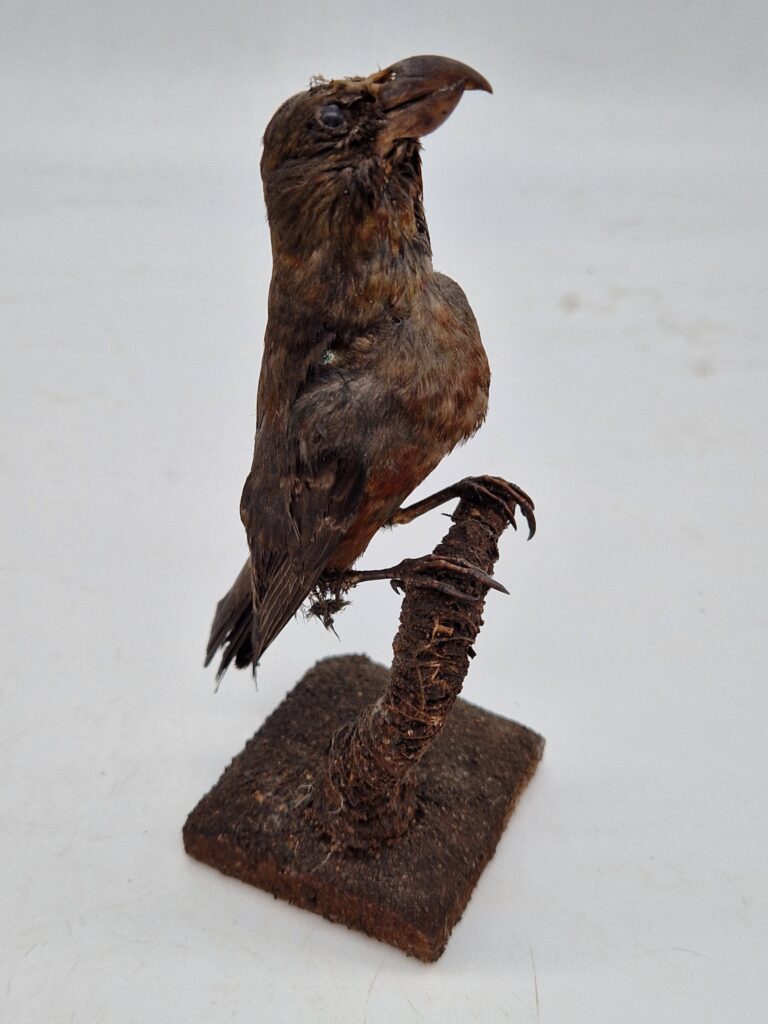 TD212 1810-1860 Victorian Finch