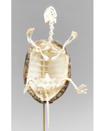 TD221 European Pond Turtle Skeleton