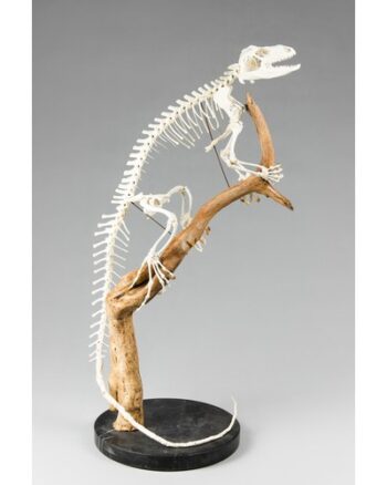 TD222 Complete Iguana Skeleton