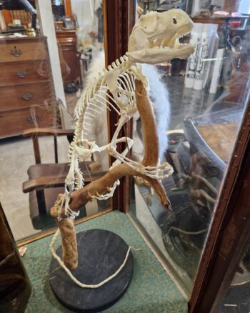 TD222 Complete Iguana Skeleton