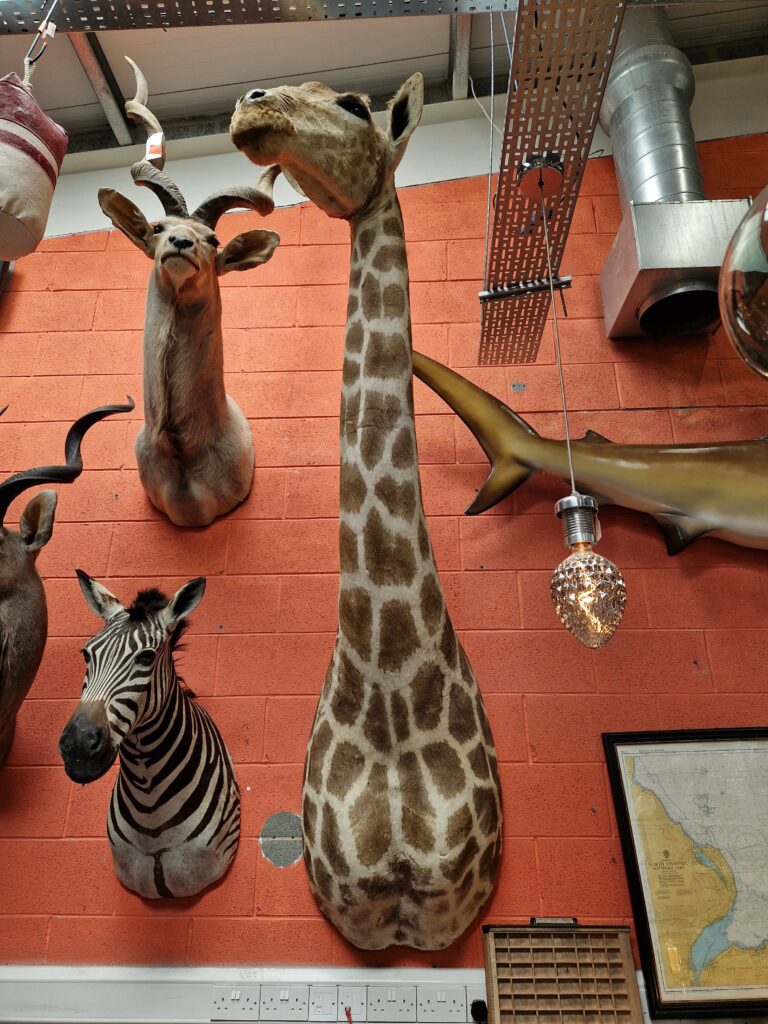 TD225 Giraffe Shoulder Mount