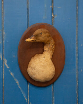 TD247 Pink-footed Duck Trophy